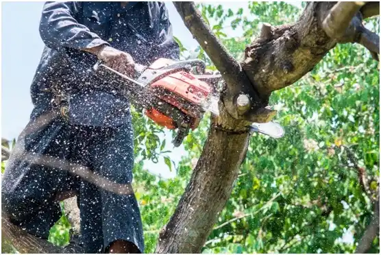 tree services Nellysford